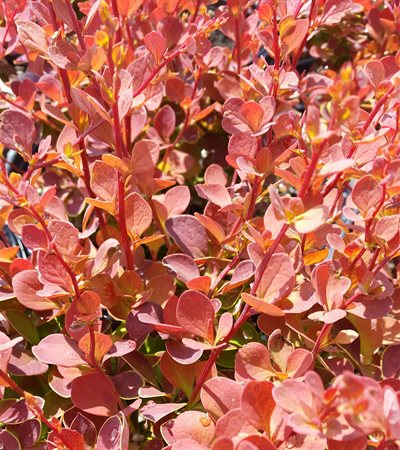 Barberry Toscana™